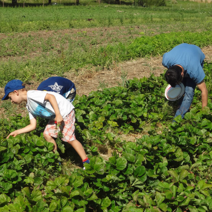 Les Visites à la Ferme