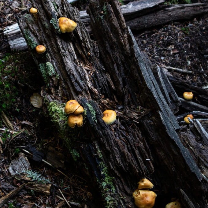 Ateliers champignons 2021 photo #3