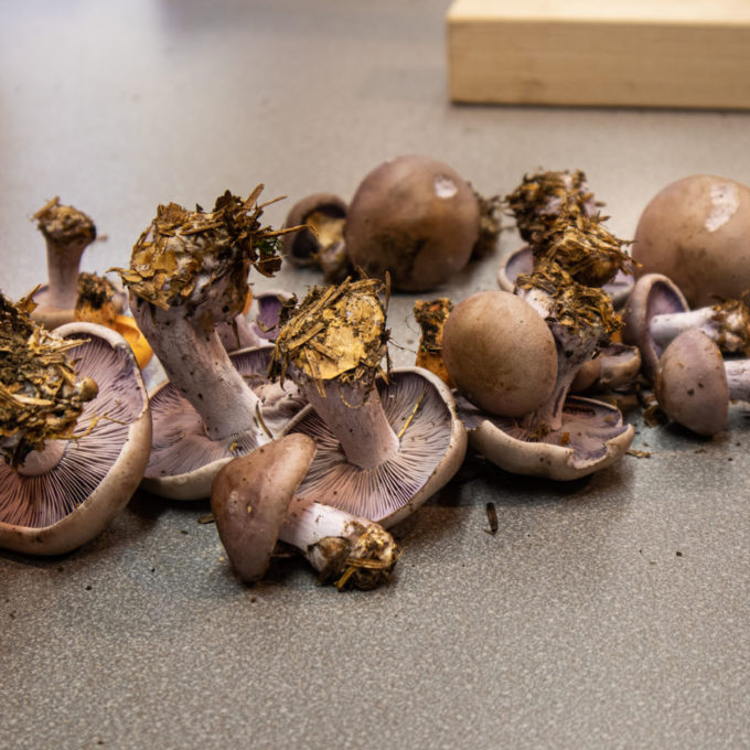 Ateliers champignons 2021 photo #7