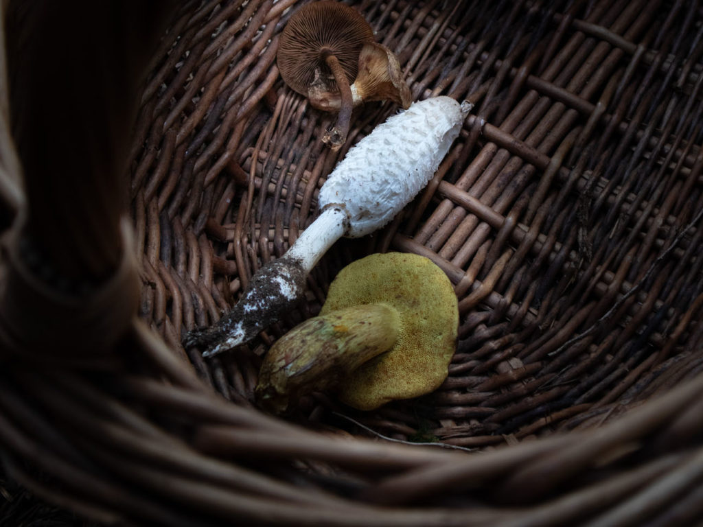 Event's image: Mushroom Workshops