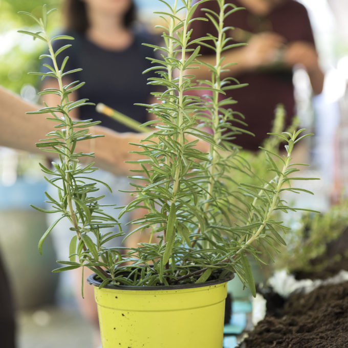 Cultive ton cocktail 2017 2017_ñ_Cultive ton cocktail photo #3