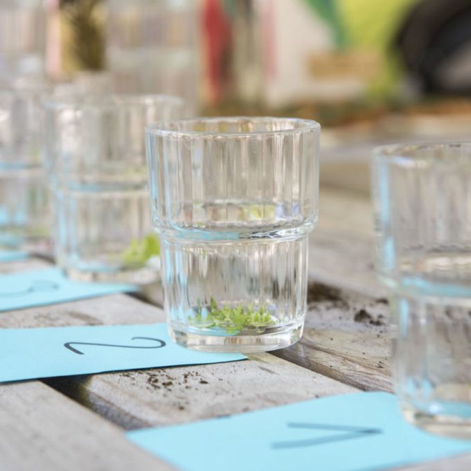 Cultive ton cocktail 2017 2017_ñ_Cultive ton cocktail photo #24