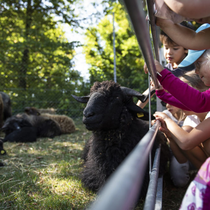 Marché d’automne ProSpecieRara 2018 photo #24