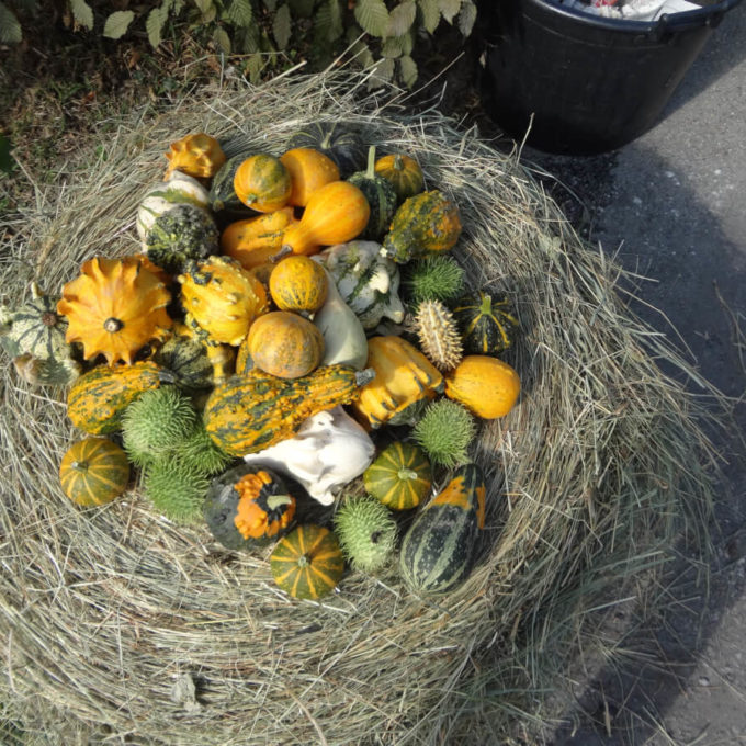 Marché ProSpecieRara 2015 photo #9