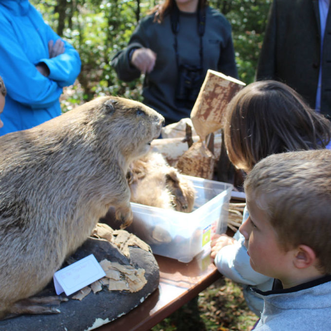 Sanglier, façon joratoise 2019 photo #9