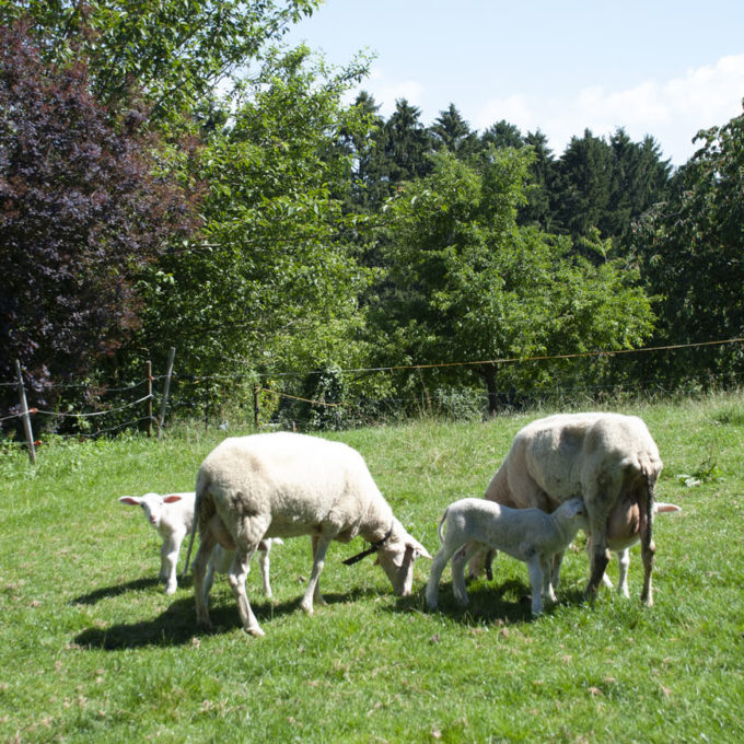 Visites à la Ferme 2018 2018 photo #11