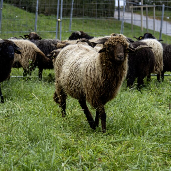 Marché d’automne ProSpecieRara