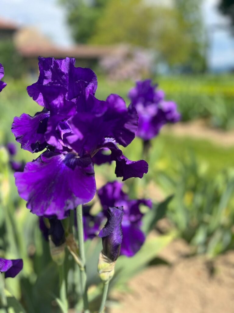 Event's image: Secret lunch at the Jardin