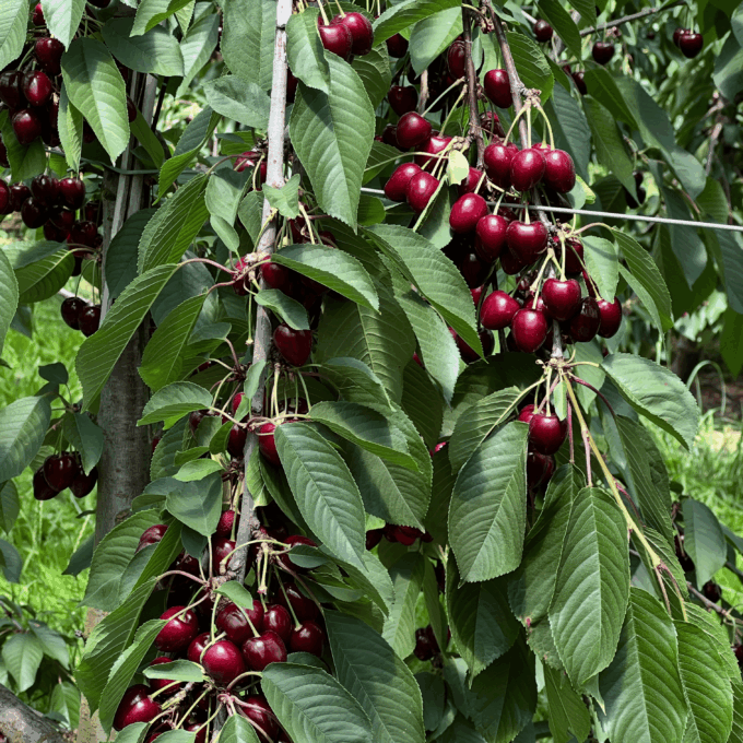 Les visites à la ferme – Henny Fruits